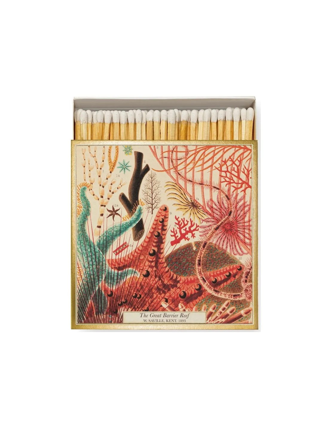 Allumettes Natural History Museum Great Barrier Reef - The Archivist 4 Allumettes Natural History Museum Great Barrier Reef - The Archivist – Image 2