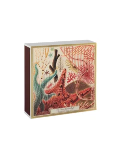 Allumettes Natural History Museum Great Barrier Reef - The Archivist