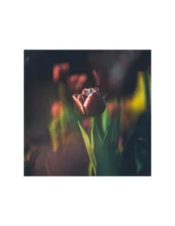 Bougie Ambre NIGRUM TULIPA - Apotheca -Magasin De Bougies Parfumées Pour La Maison bougie ambre nigrum tulipa apotheca 3