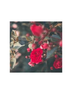 Bougie Rose Et Musc VIPERA - Apotheca 8 Bougie Rose Et Musc VIPERA - Apotheca -Magasin De Bougies Parfumées Pour La Maison bougie rose et musc vipera apotheca 2