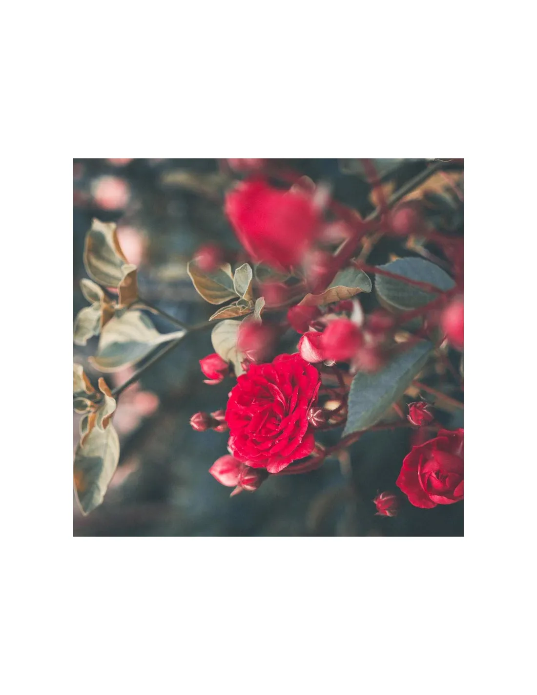 Bougie Rose Et Musc VIPERA - Apotheca 5 Bougie Rose Et Musc VIPERA - Apotheca – Image 3