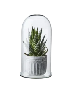 Grande Cloche En Verre - Affari Of Sweden -Magasin De Bougies Parfumées Pour La Maison grande cloche en verre affari of sweden 2